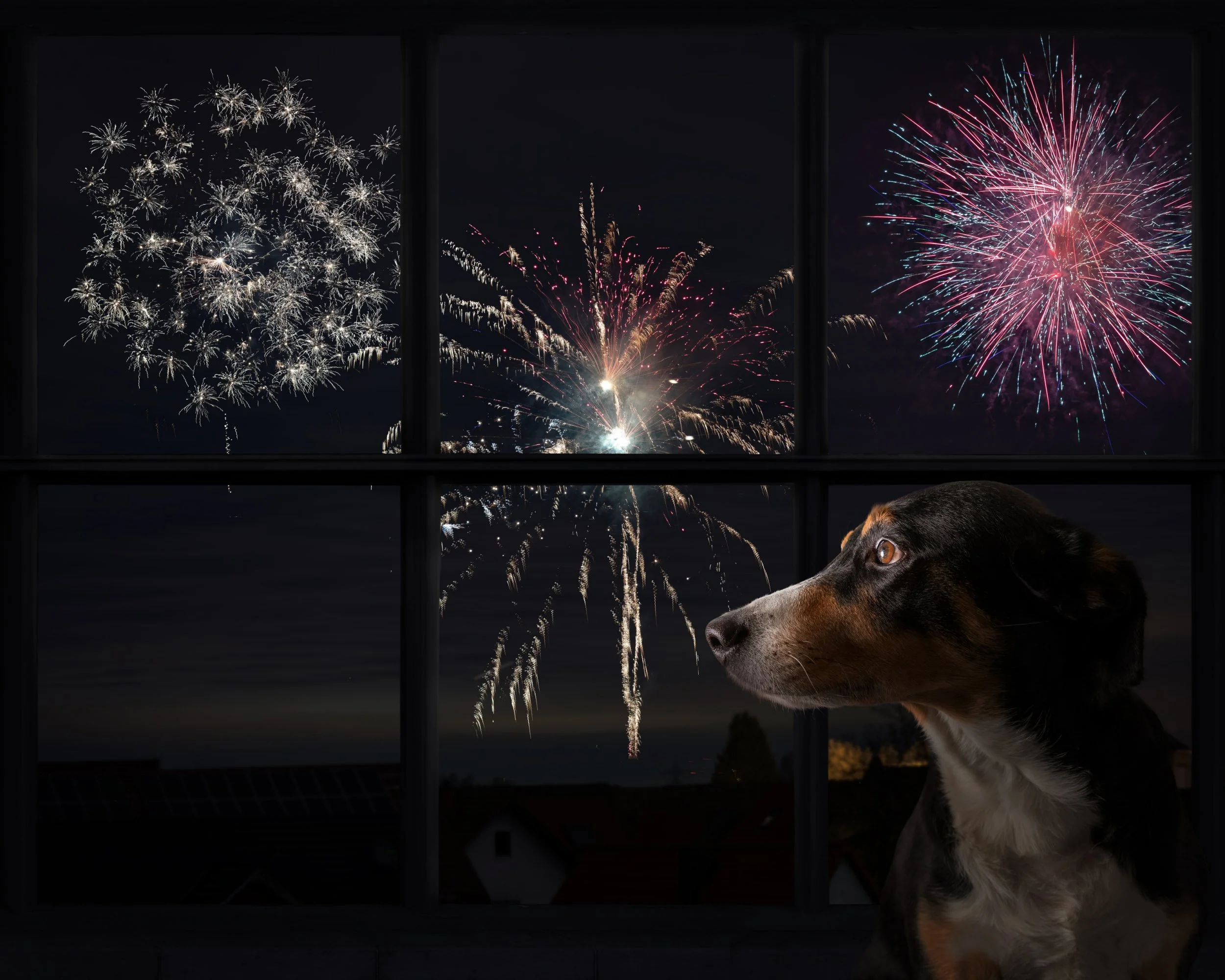 New Year’s Resolutions for Pet Owners in 2023