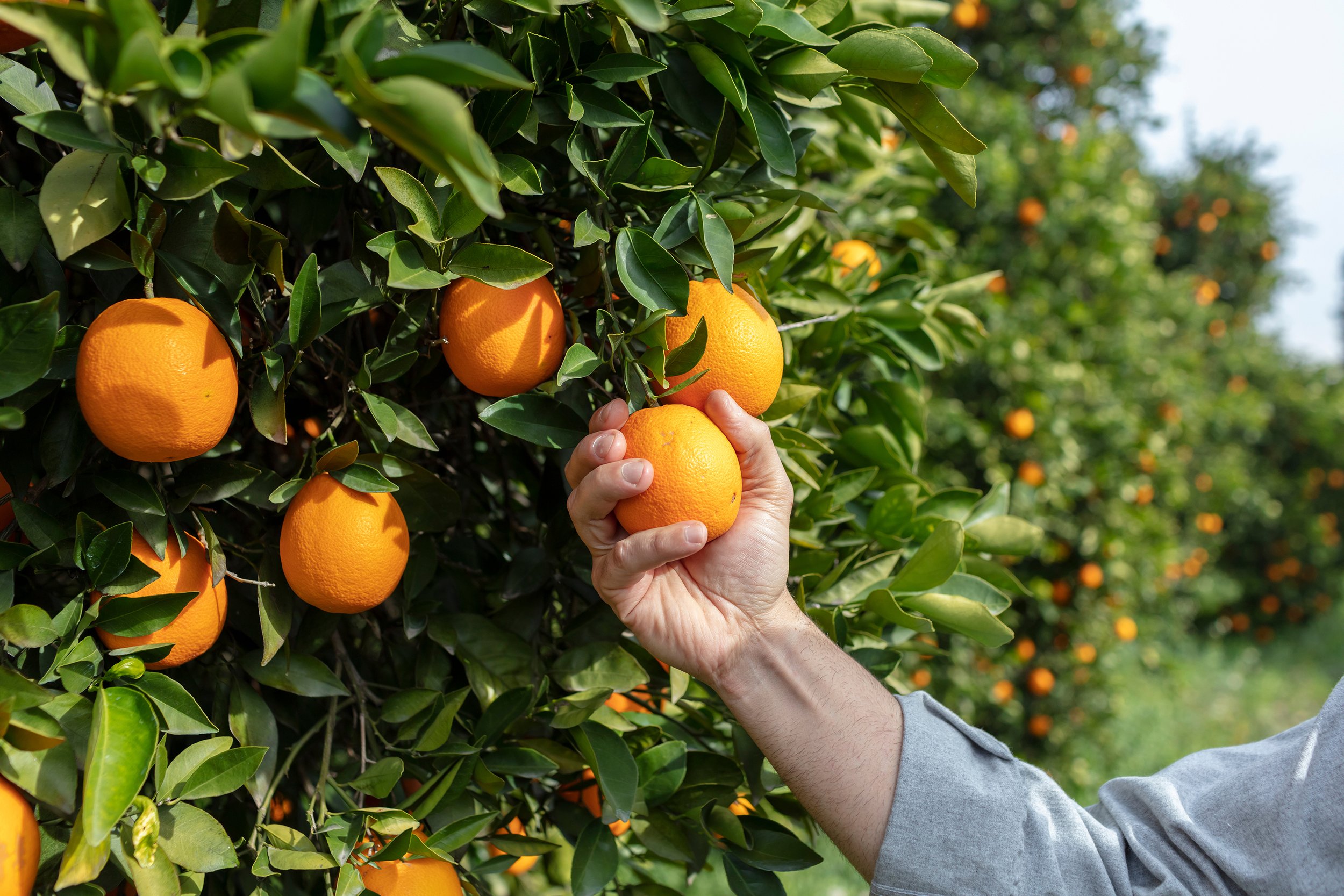 The Essential Role of Orange Distributors: Bringing Fresh Citrus to Your Table