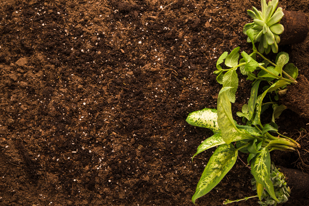 Organic Topsoil
