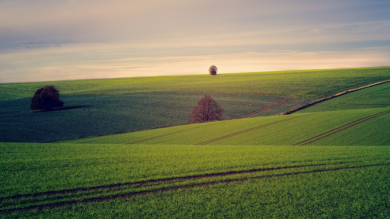 discover professional land clearing services that efficiently prepare your property for construction, agriculture, or landscaping projects. our experts utilize advanced equipment to ensure safe and effective removal of vegetation, debris, and obstacles, making way for your next venture.