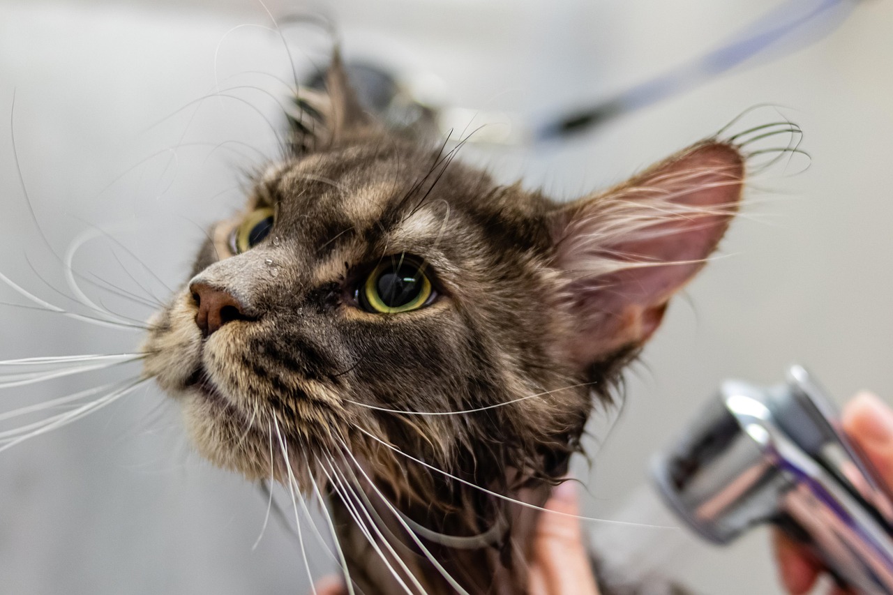 discover the convenience of pet grooming trailers designed for mobile pet care businesses. our trailers offer a fully equipped workspace for professional grooming, ensuring your furry clients receive the best care on the go. explore various sizes and features to suit your grooming needs.